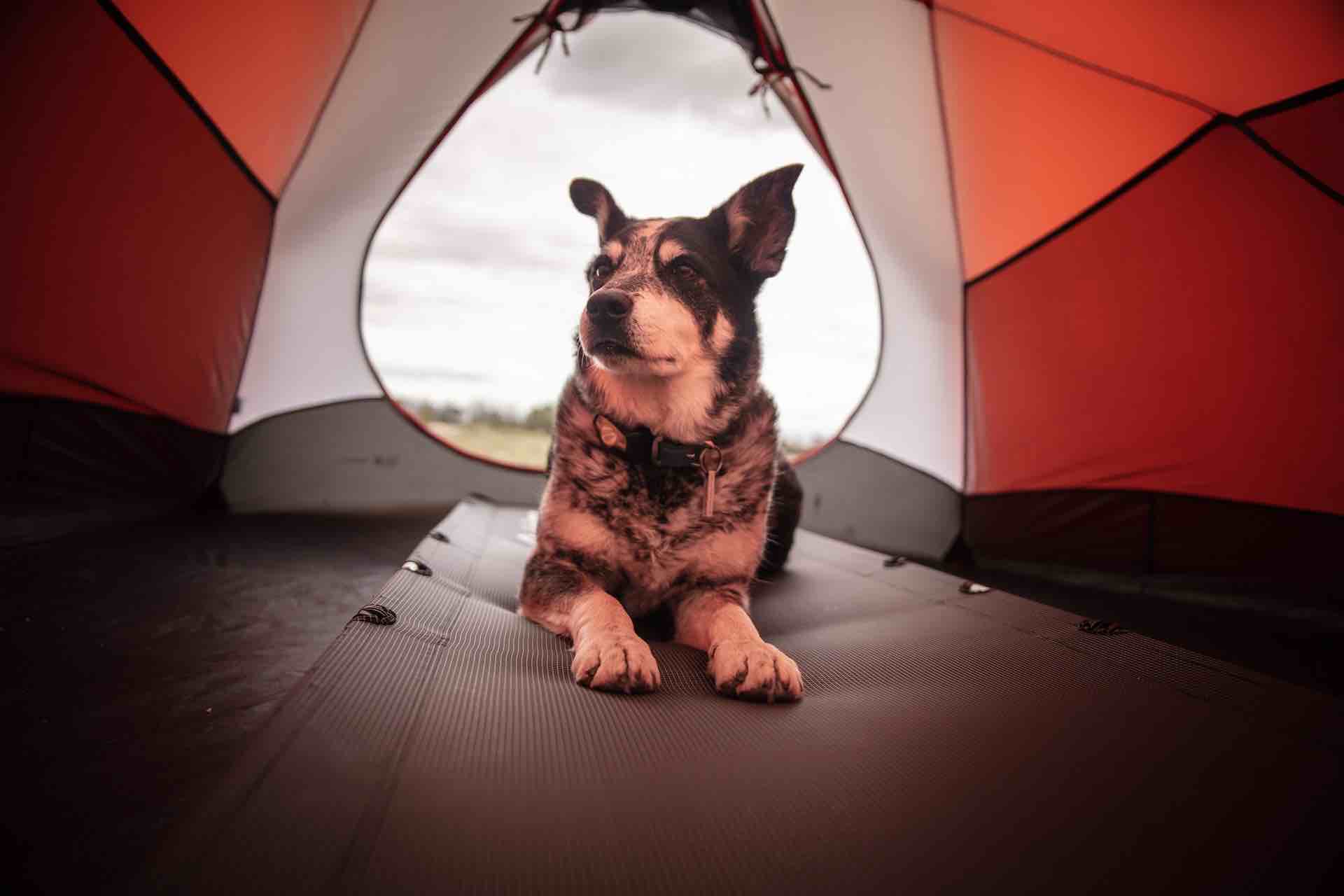 Hund, liggandes i
        tält utomhus